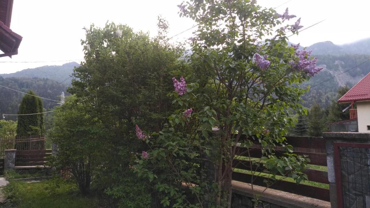 Poiana Dintre Brazi Chalet, Bucegi Panorama シナヤ エクステリア 写真